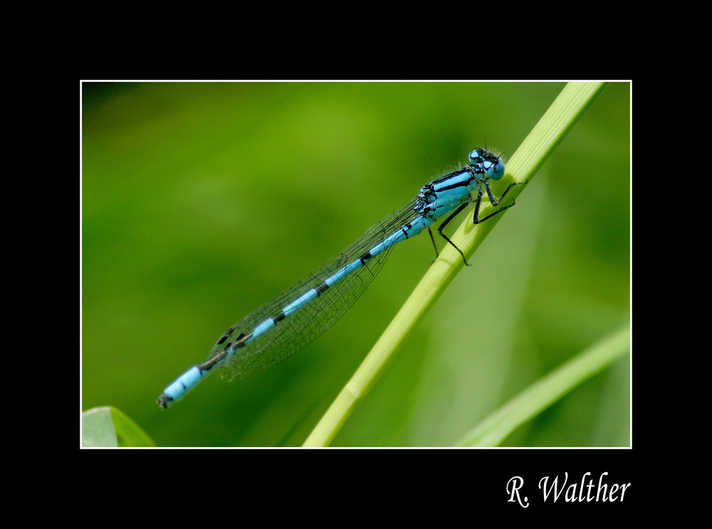 Libelle