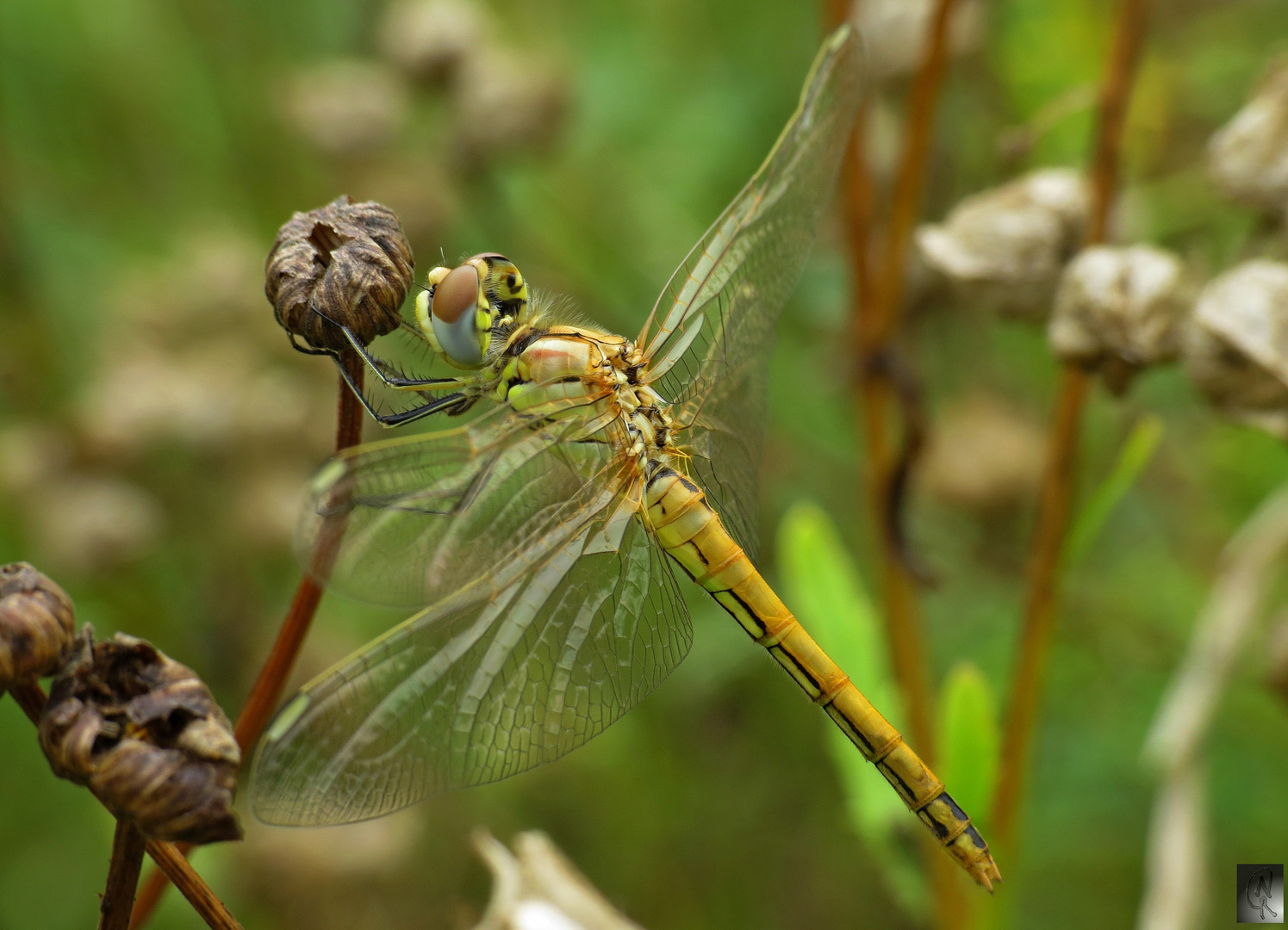 Libelle