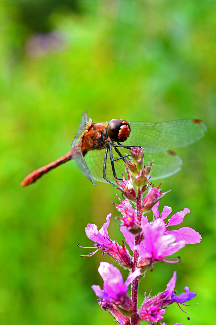 Libelle