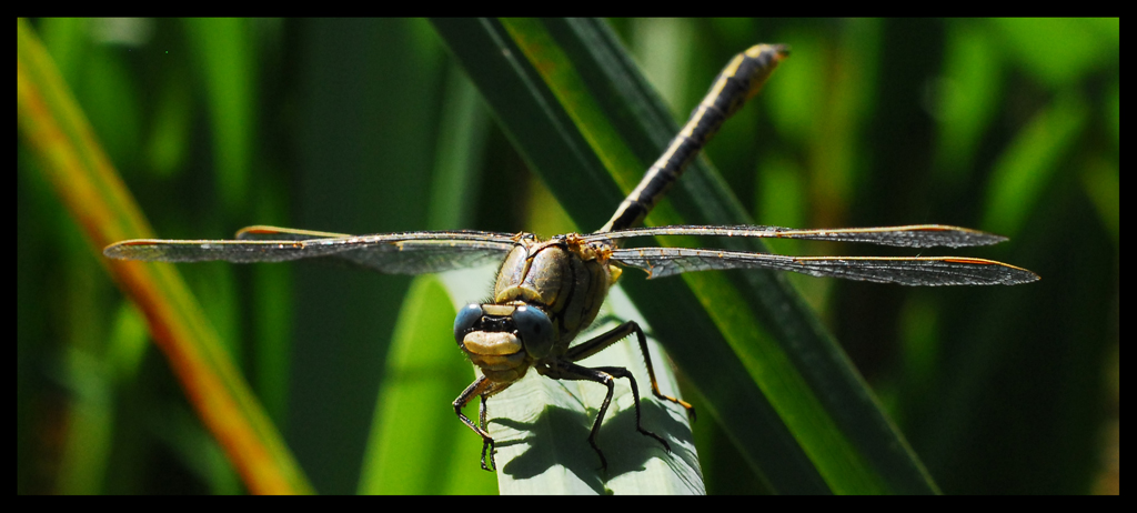 Libelle