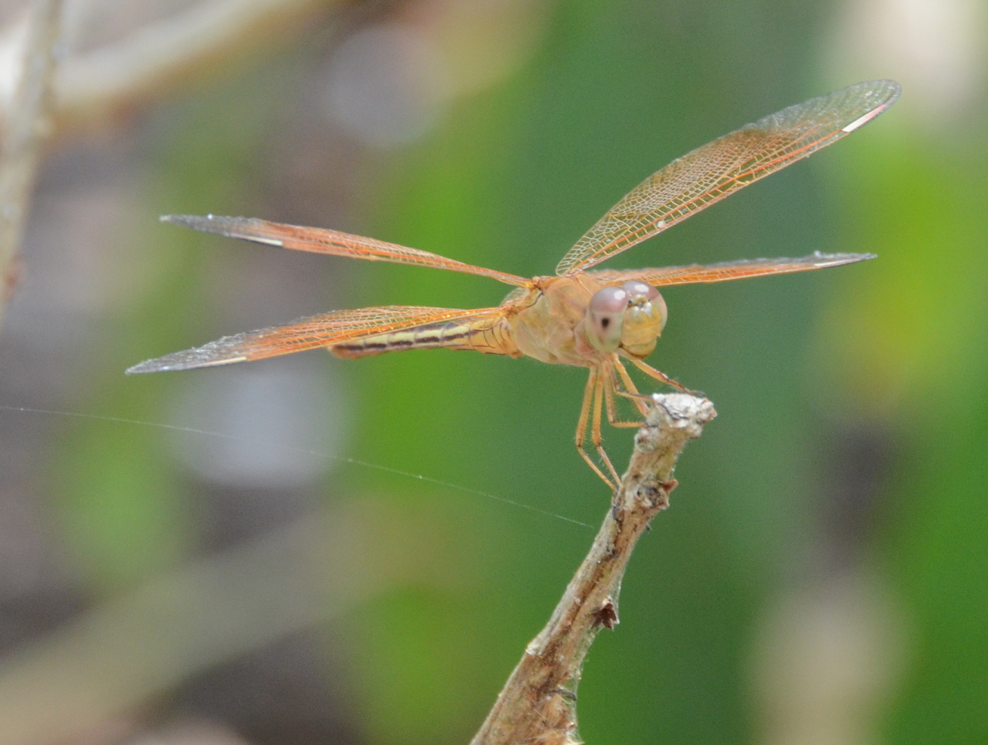 Libelle