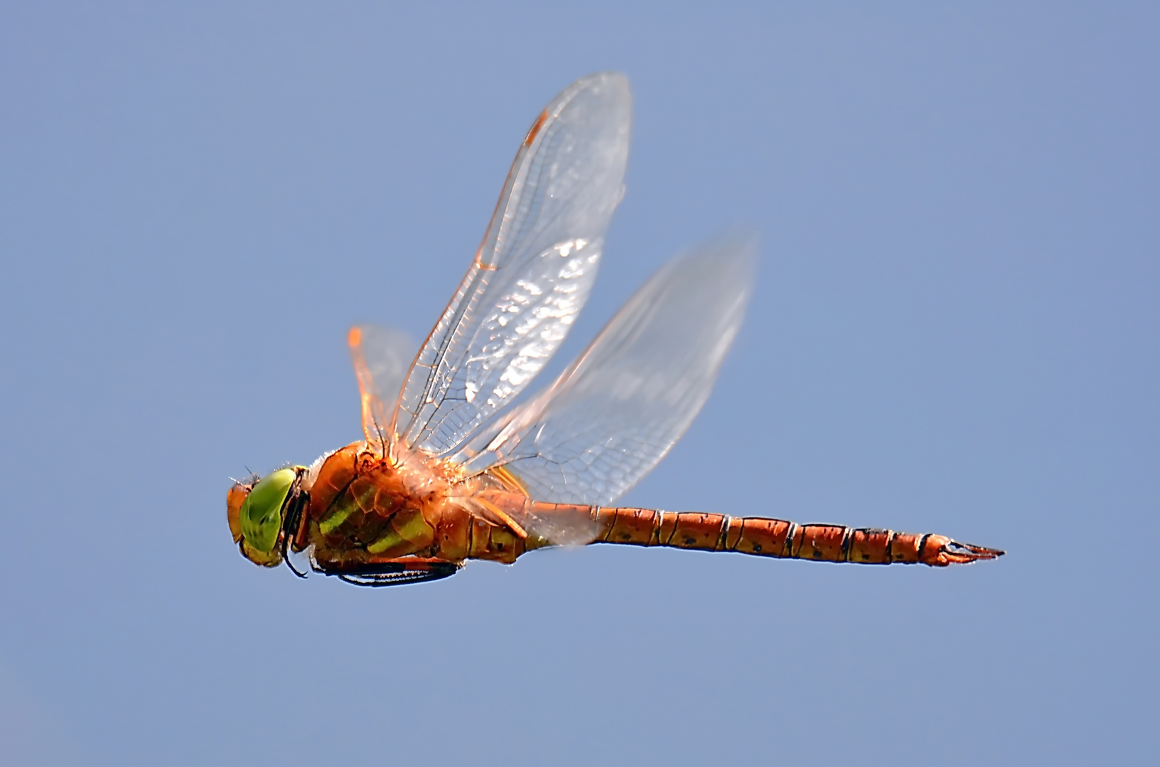 Libelle Foto & Bild fotos, nature, makro Bilder auf