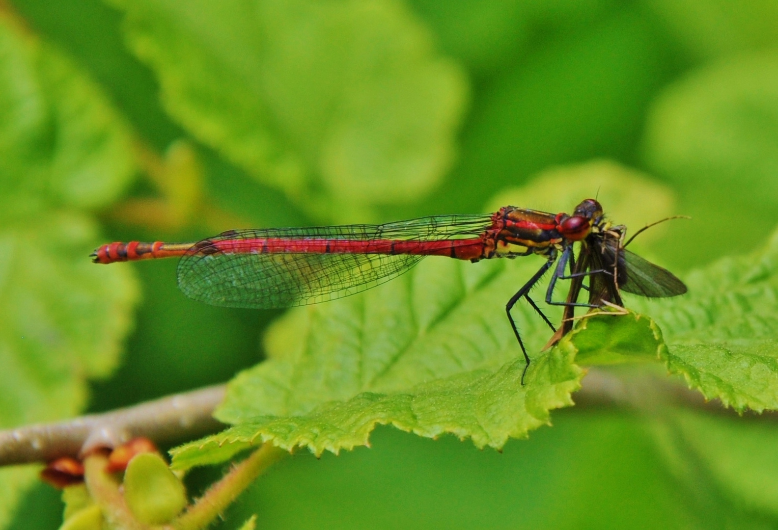 Libelle 14: Frühe Adonislibelle