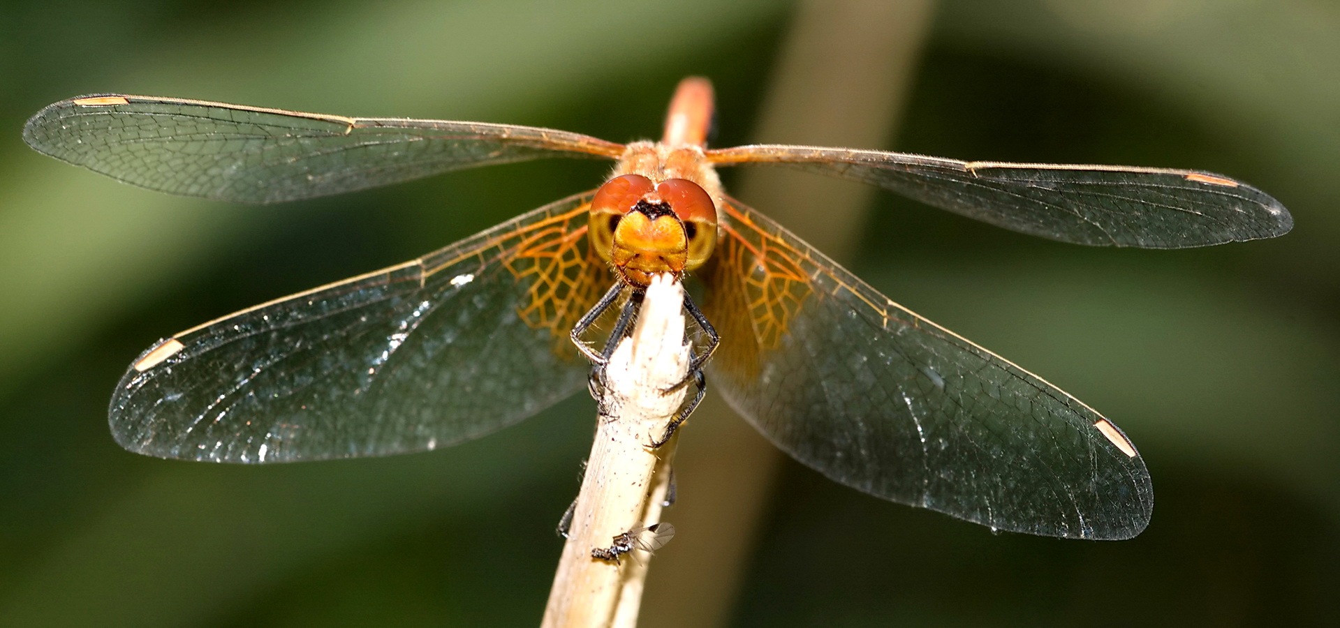 .....Libelle.....