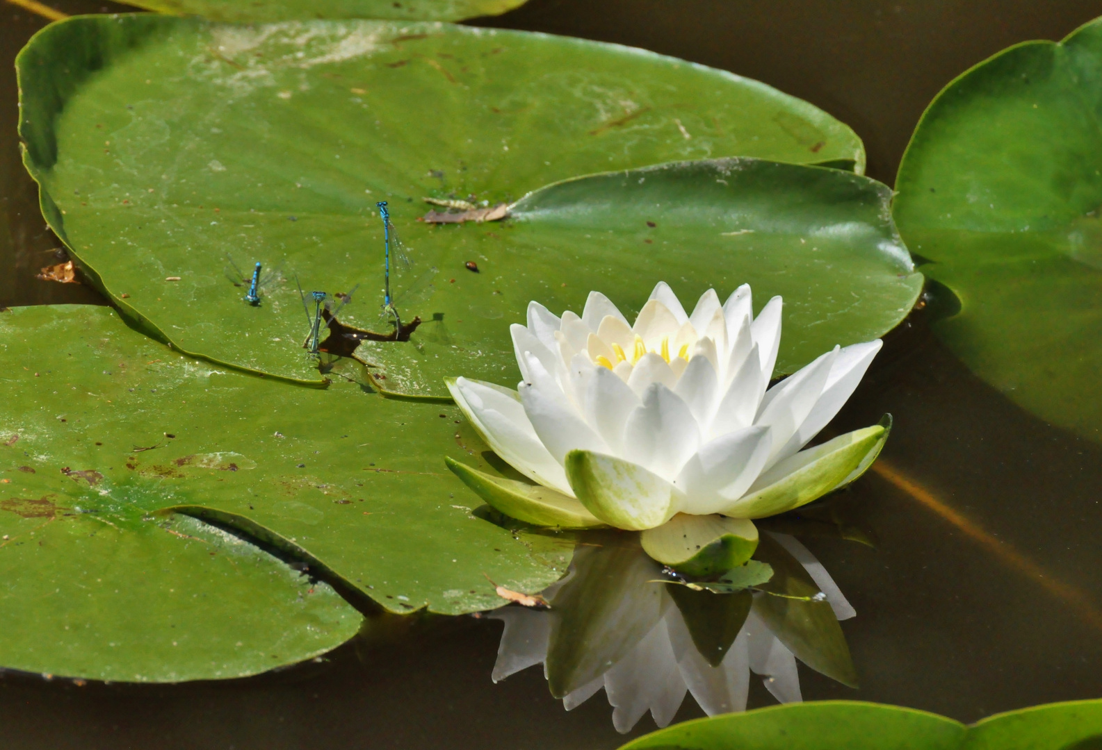 Libelle 15: Azurjungfer