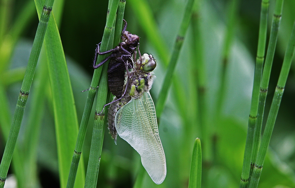 Libelle