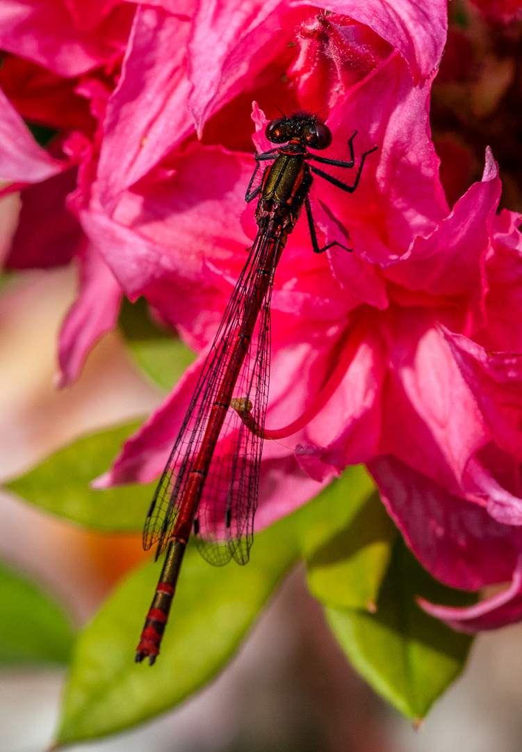 Libelle 17.06.2012