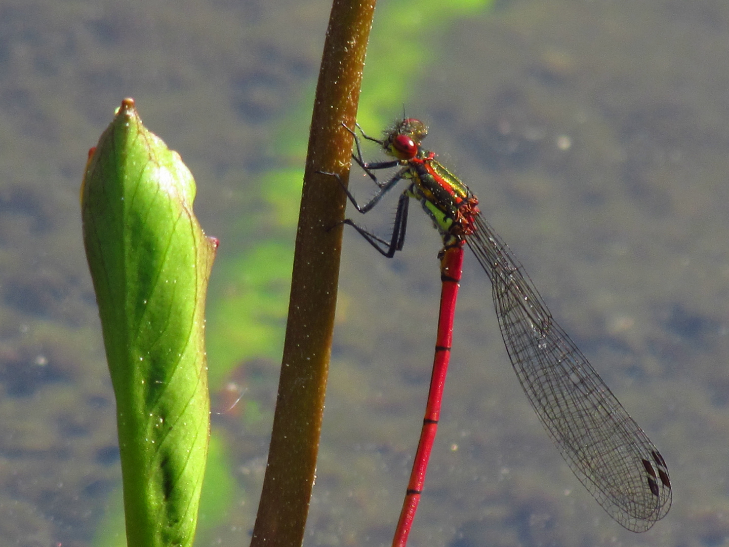 Libelle