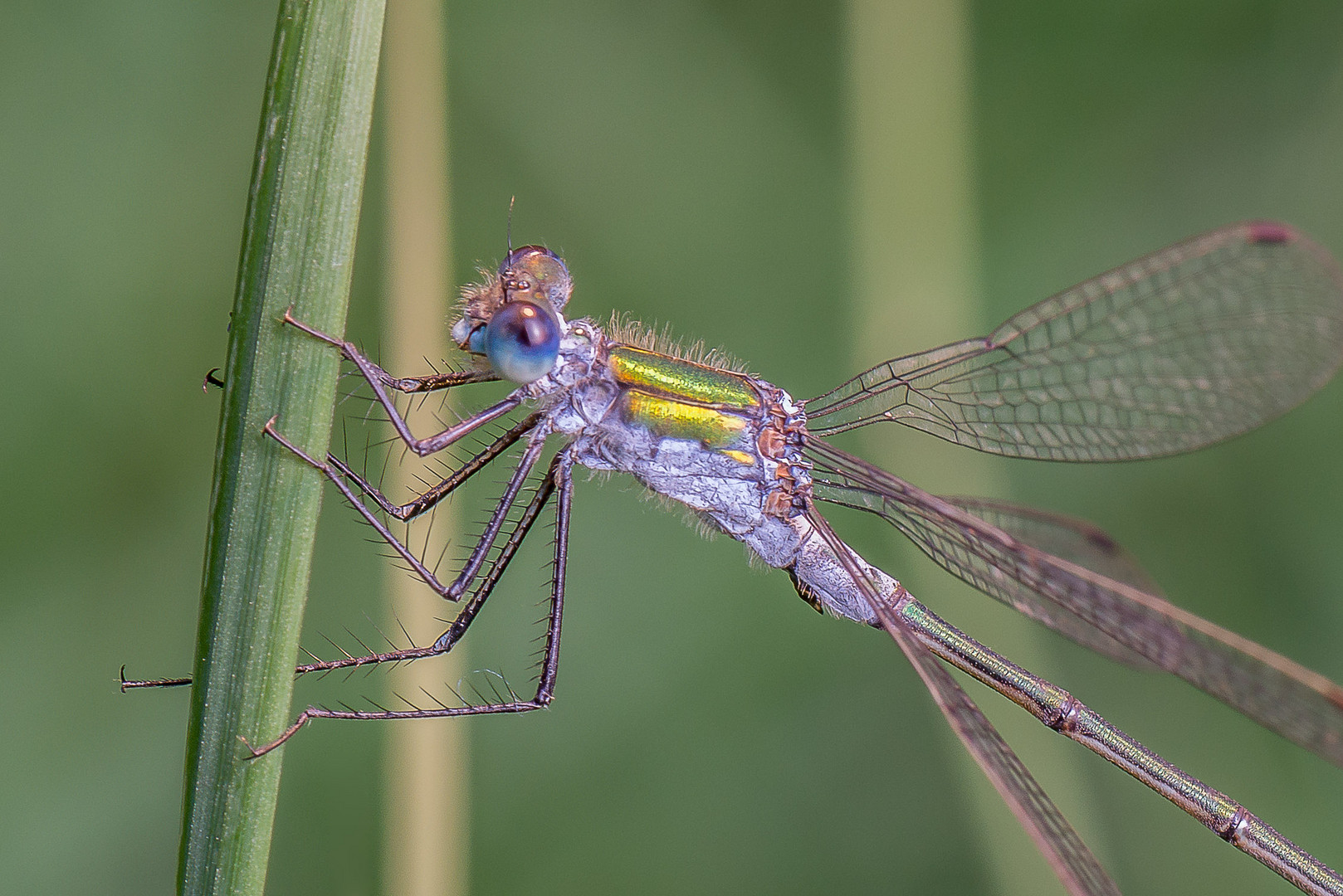 Libelle