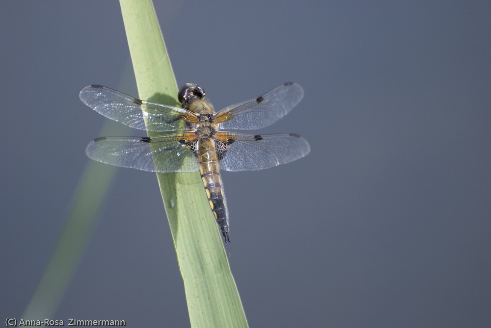 Libelle