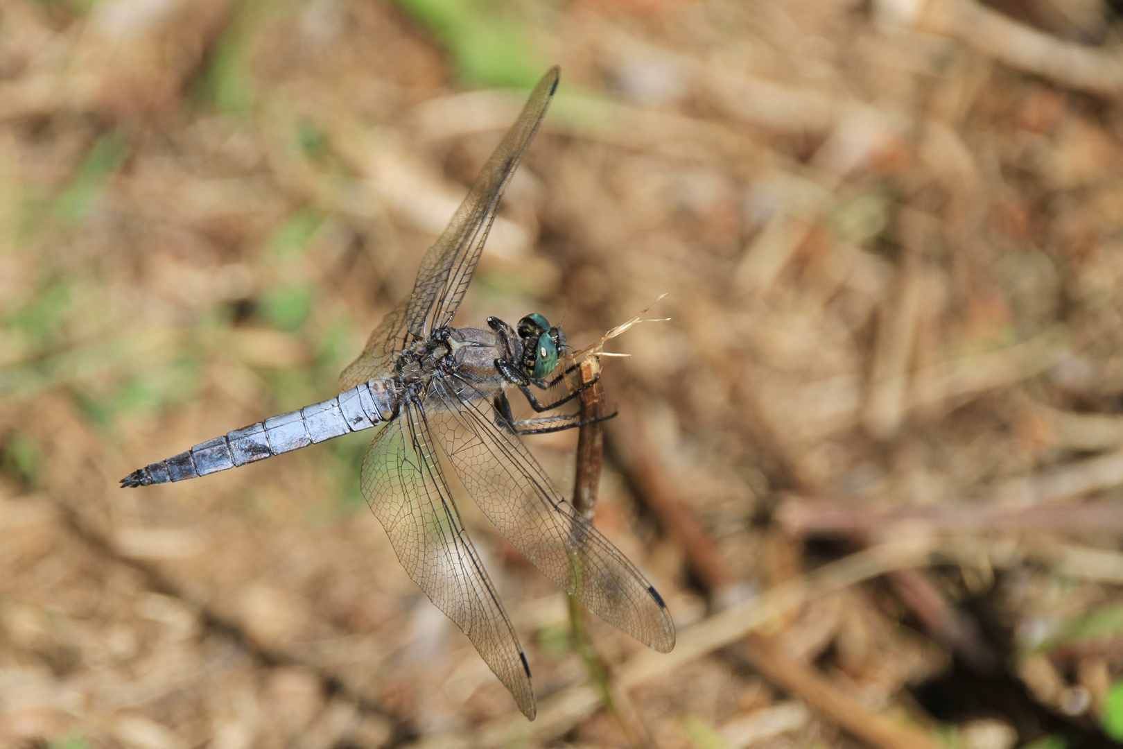 Libelle