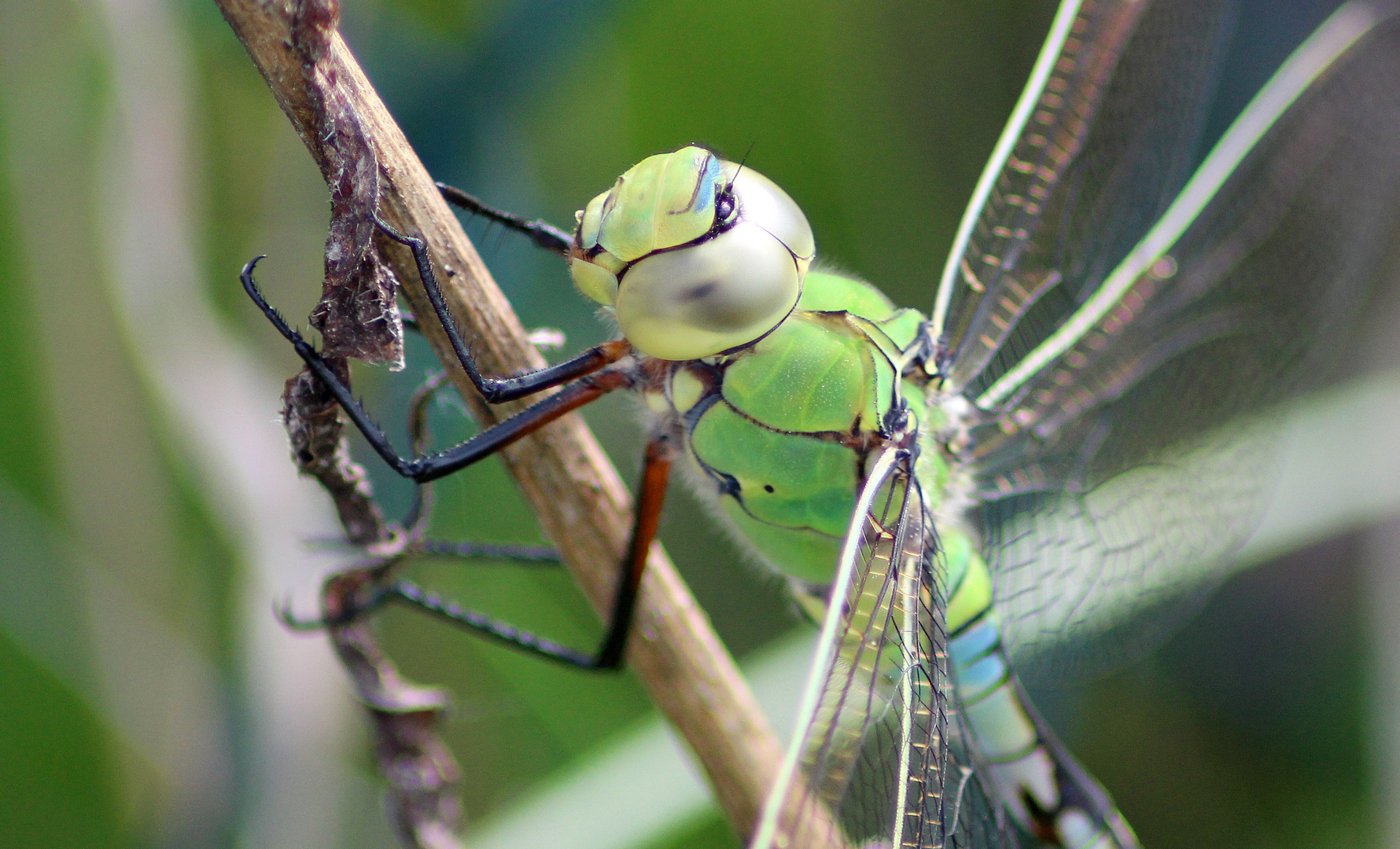 Libelle