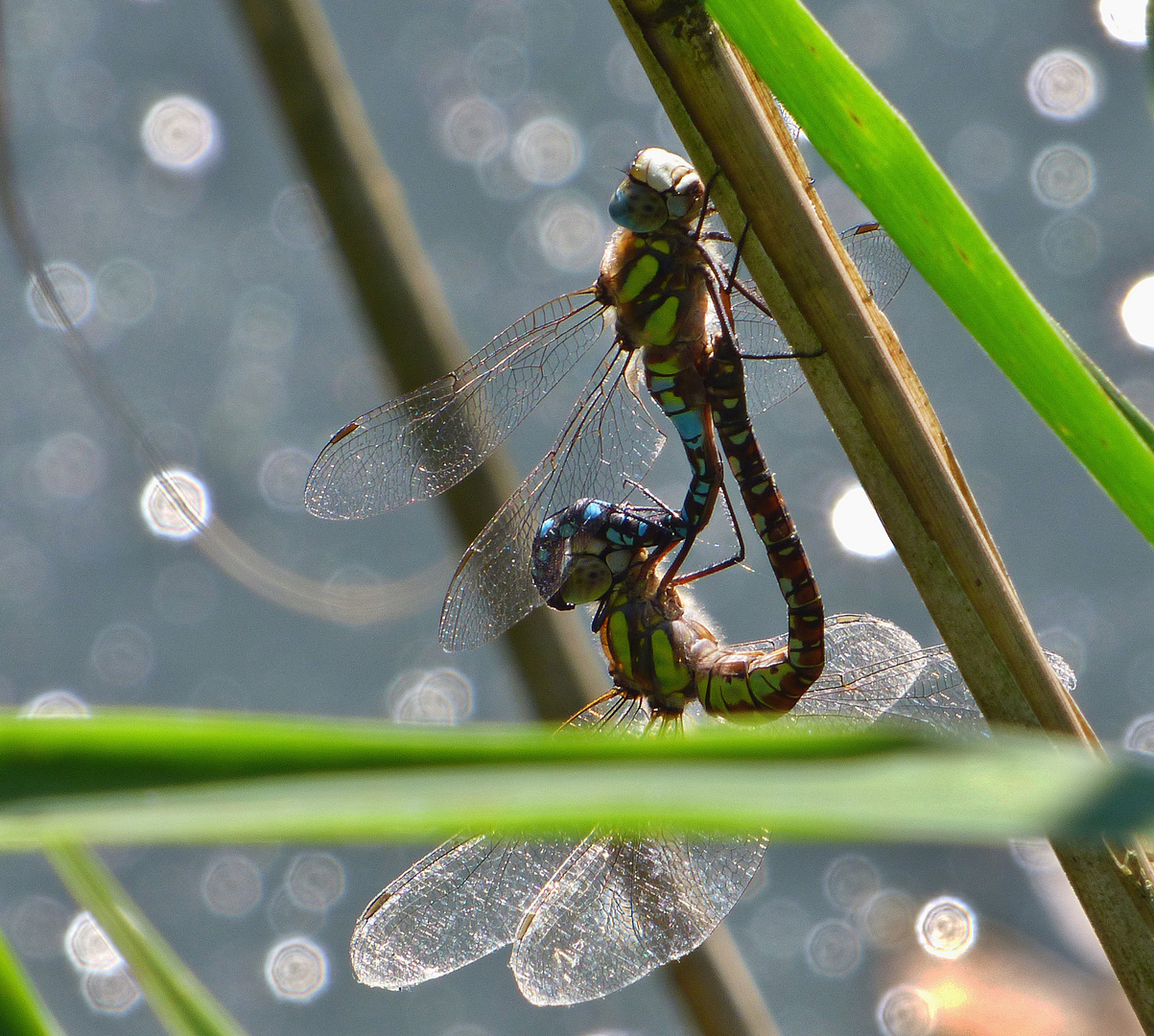 Libelle