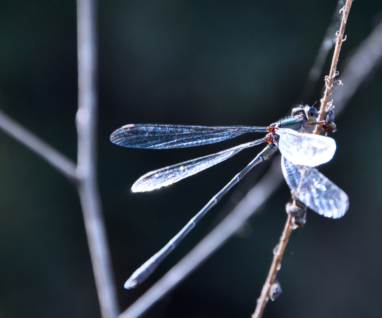 Libelle