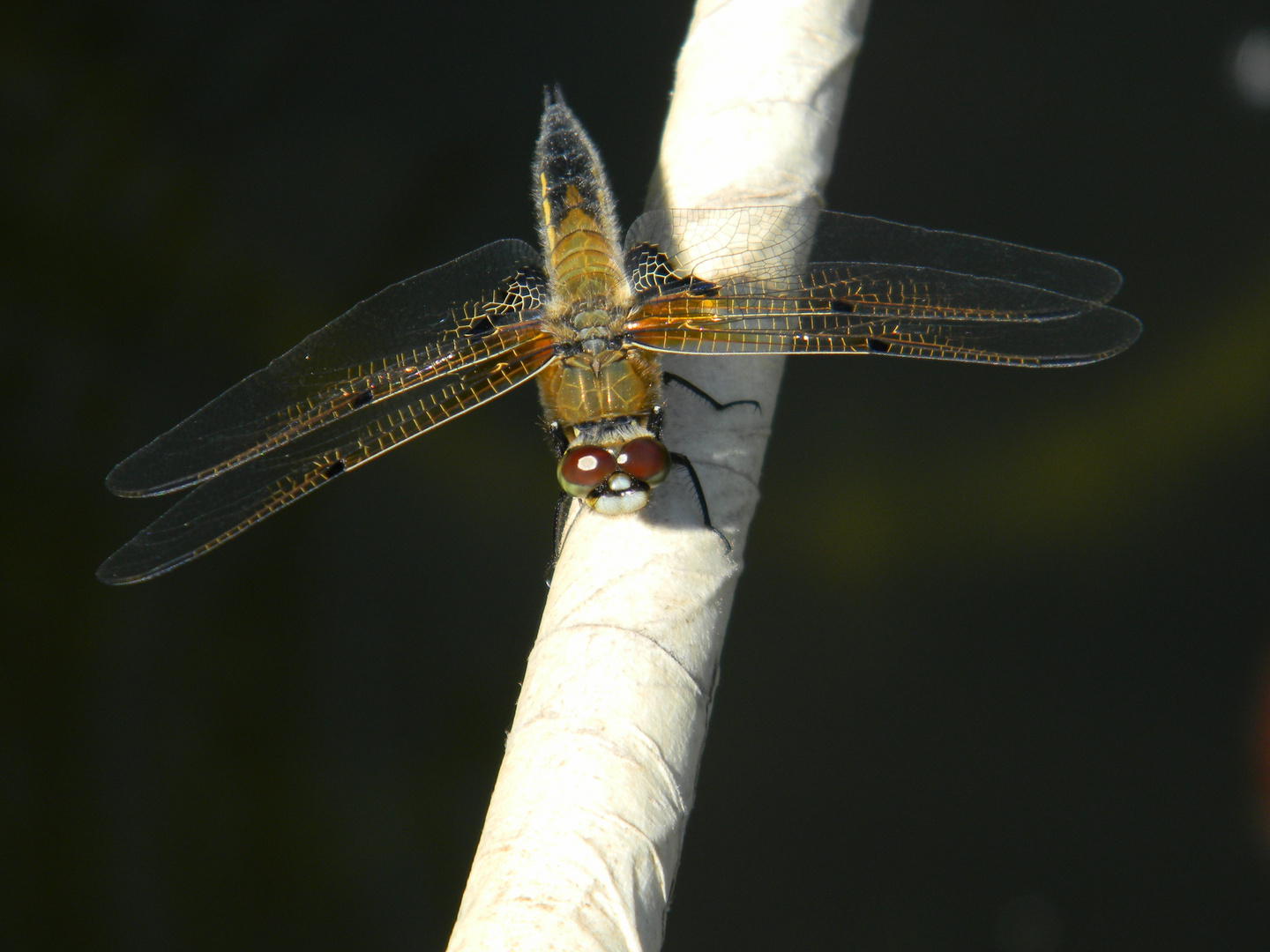 Libelle