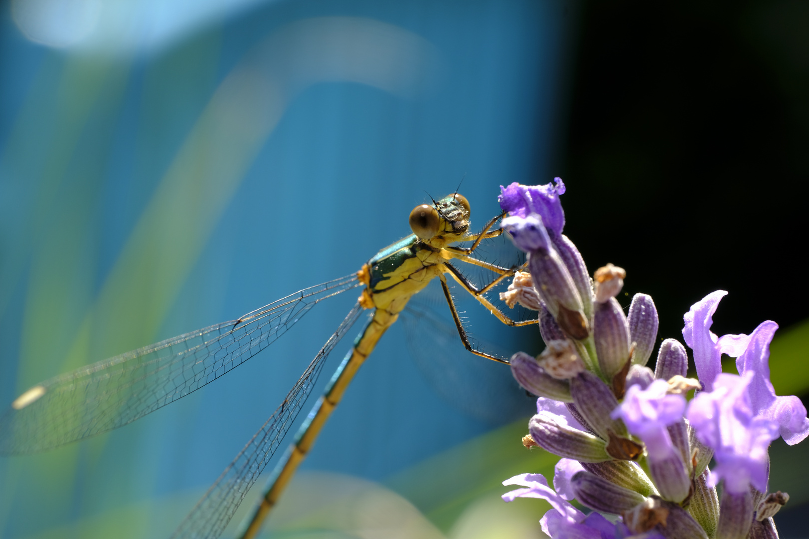 Libelle