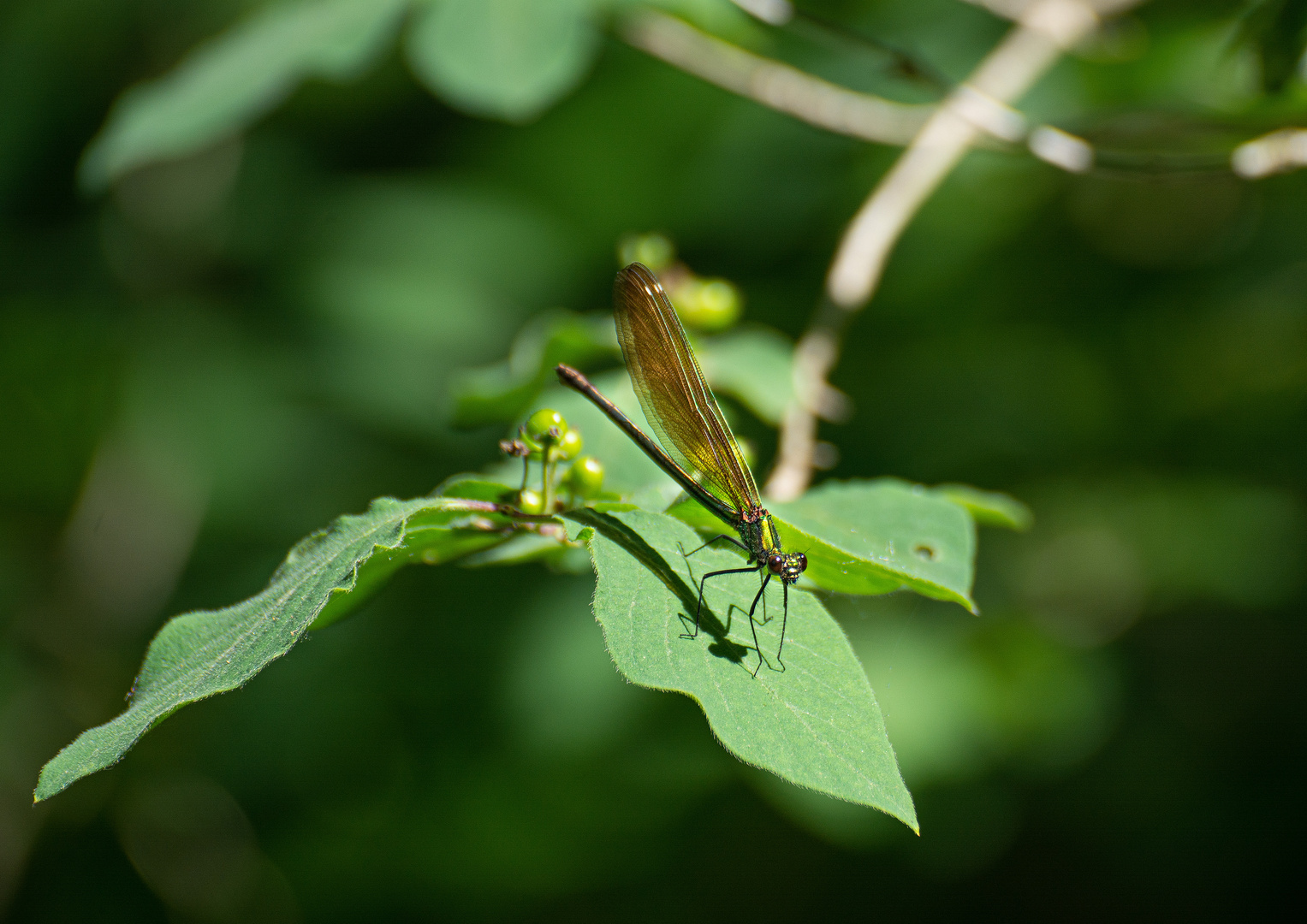 Libelle