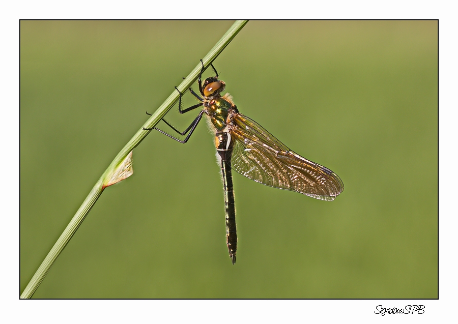 Libelle.....