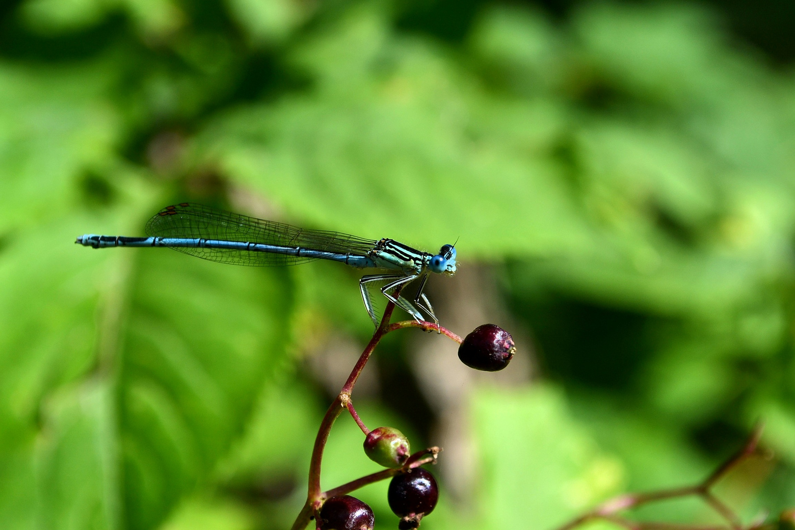 Libelle