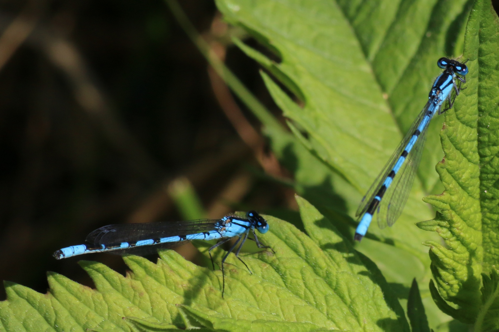 Libelle (2)