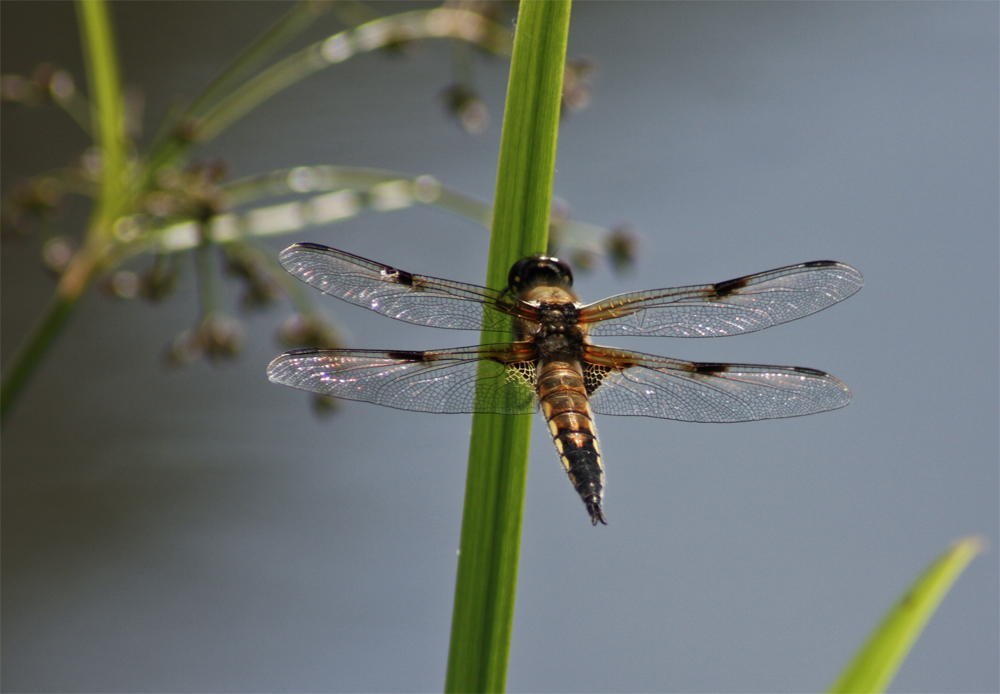 Libelle *2*