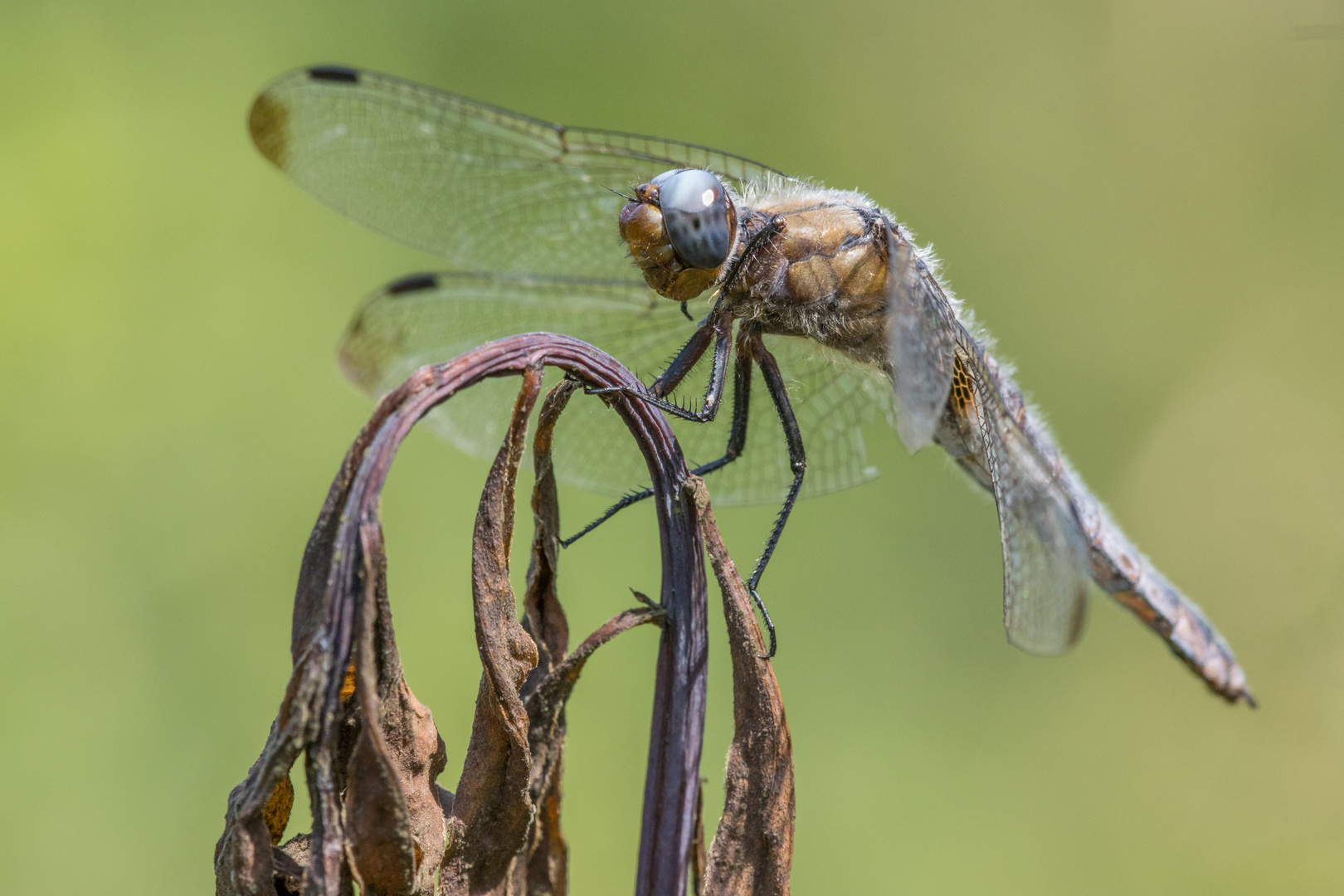 Libelle (2)