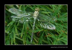 Libelle-2