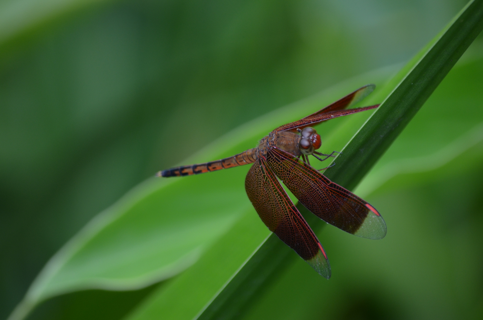 Libelle (2)