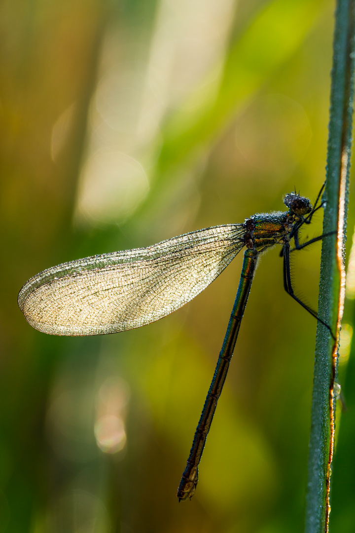 Libelle 2