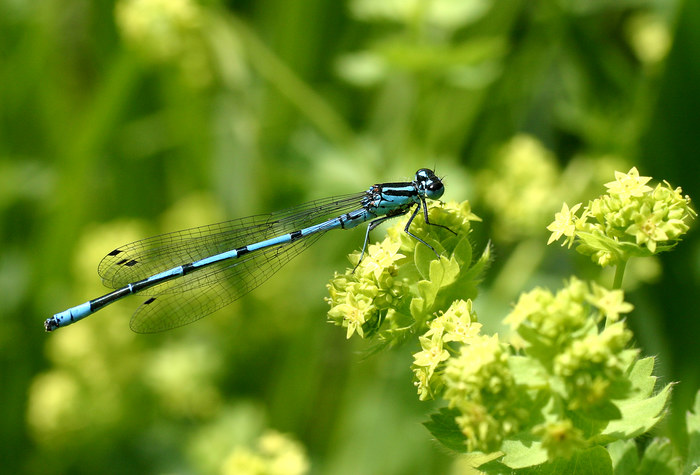 Libelle 2