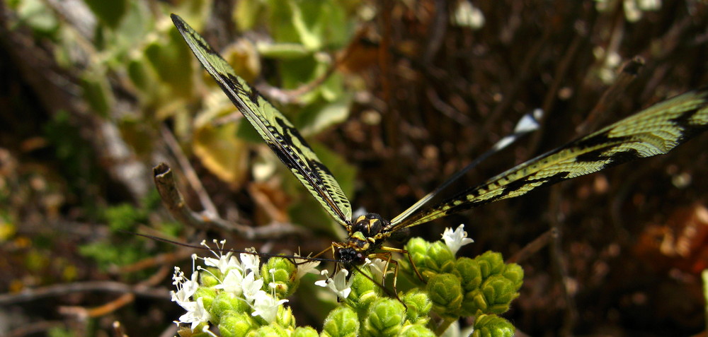 Libelle 2