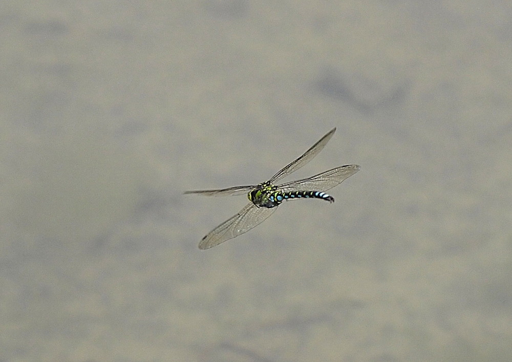 Libelle-2 im botanischen Garten Kiel