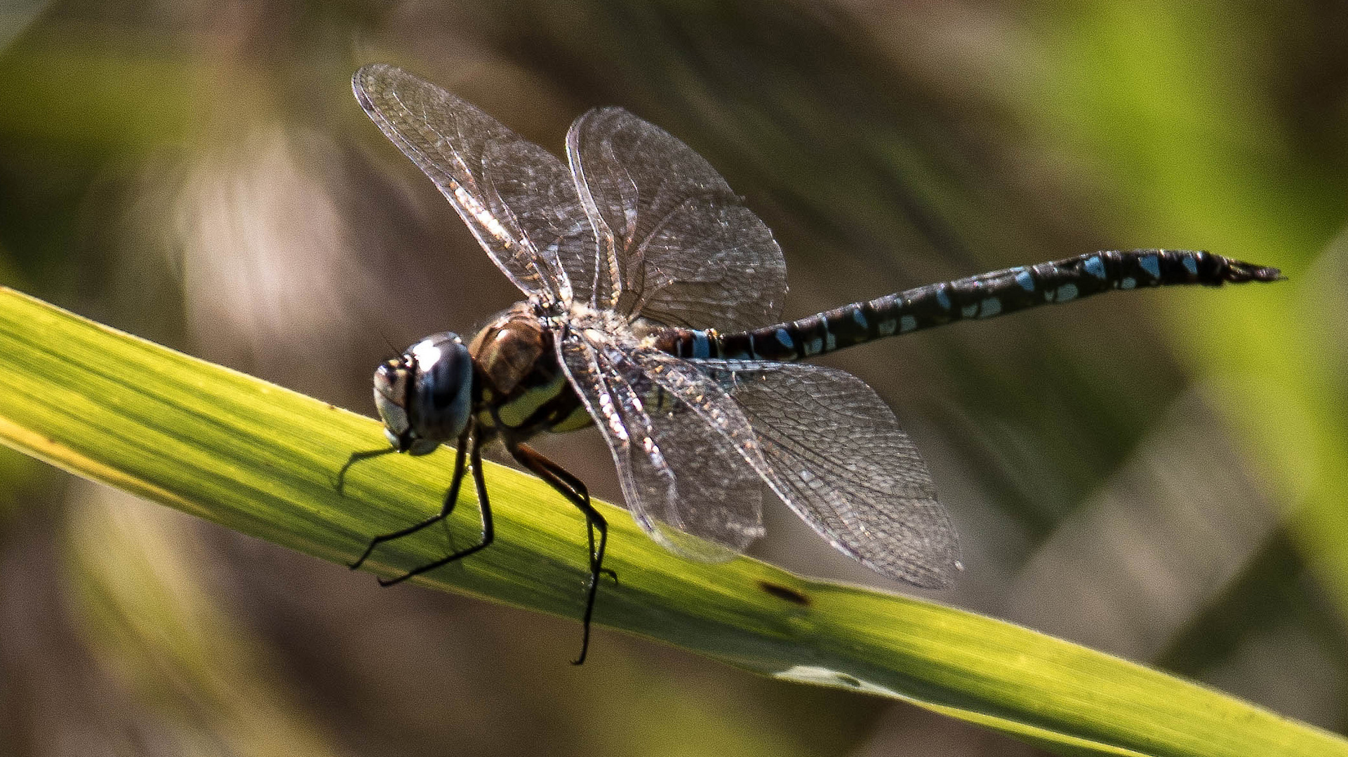 Libelle 2 Linum