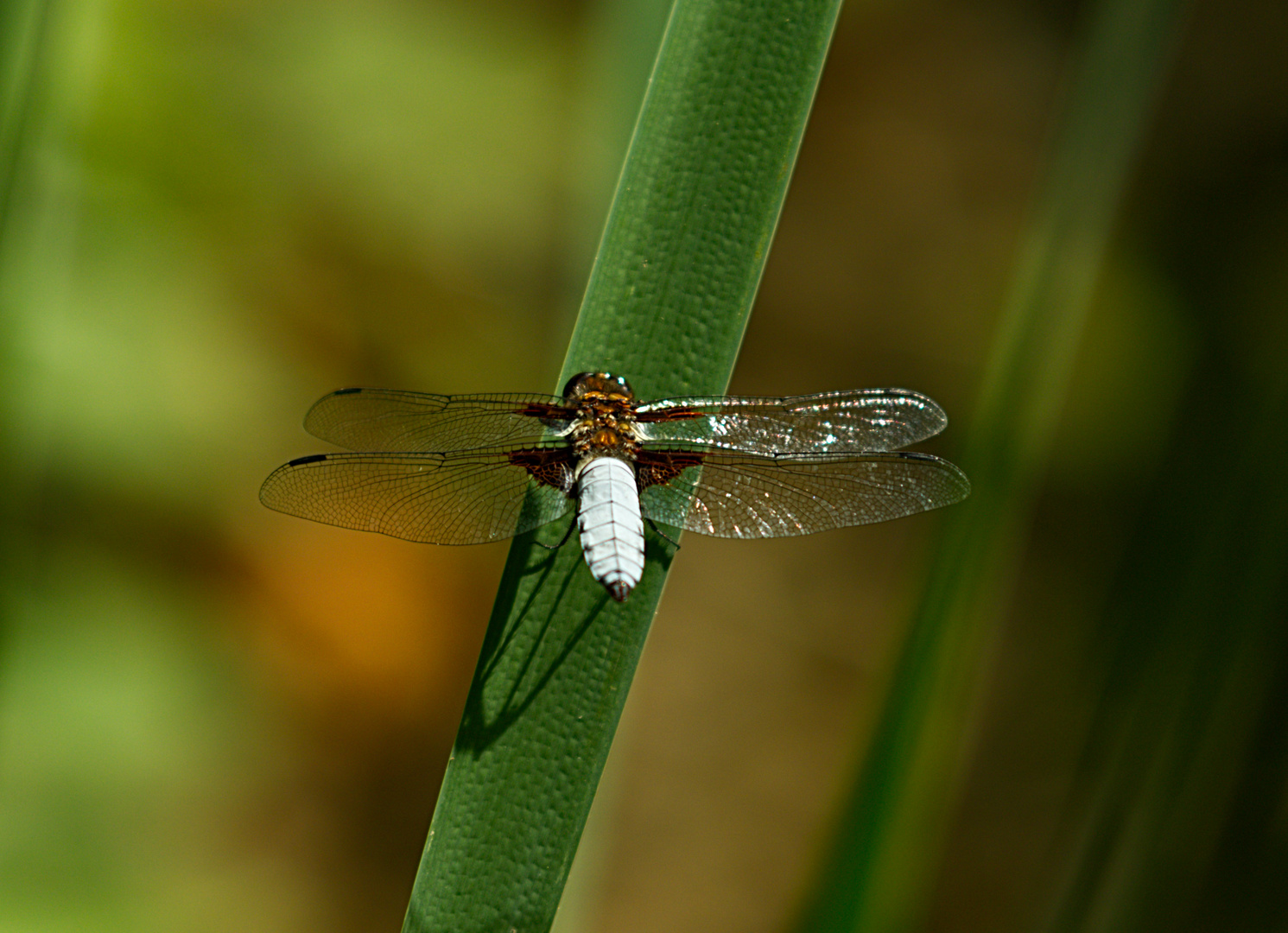 Libelle 2 - Plattbauchmännchen