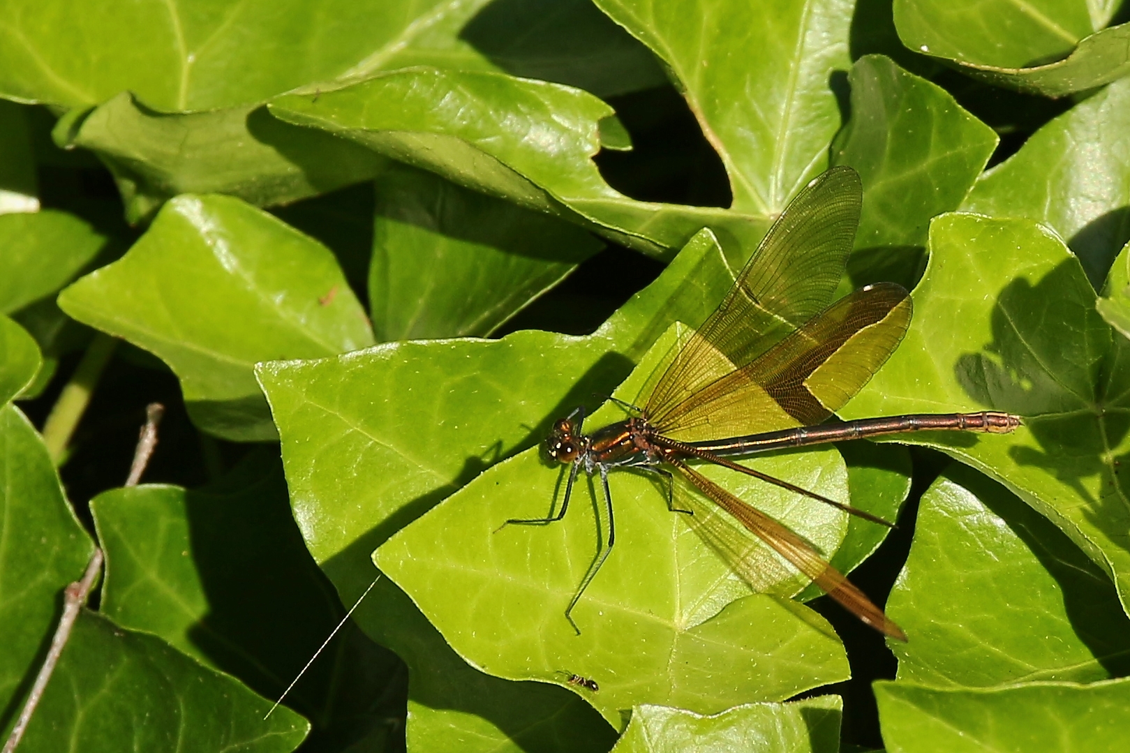 Libelle (2017_06_18_EOS 100D_1662_ji)