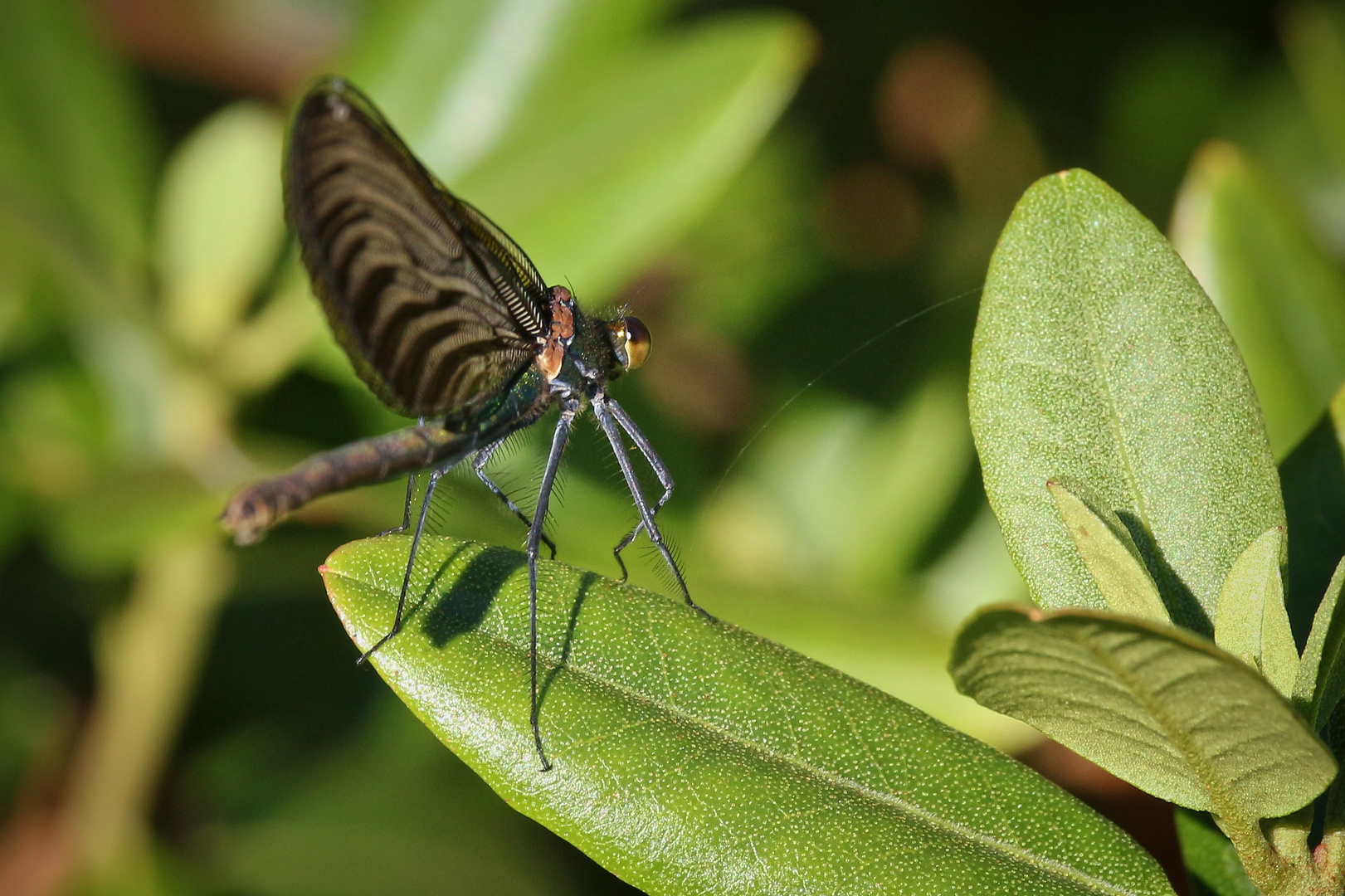 Libelle (2017_06_19_EOS 100D_1785_ji)