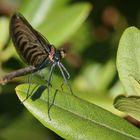 Libelle (2017_06_19_EOS 100D_1785_ji)