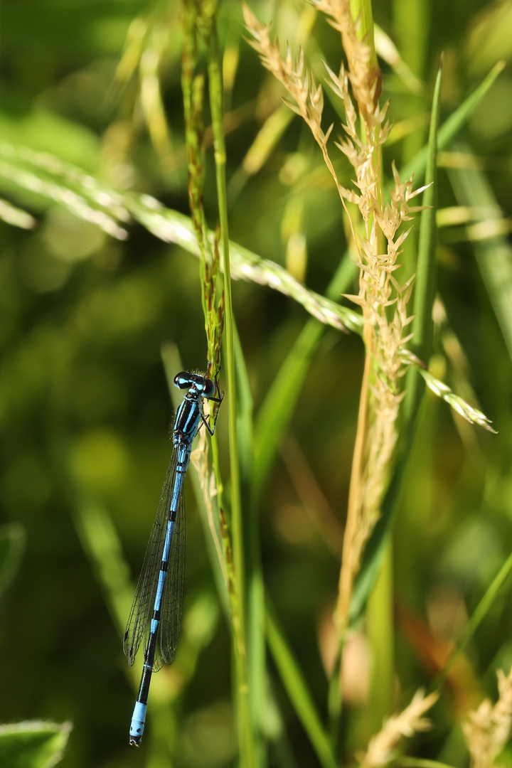 Libelle (2019_06_13_EOS 6D Mark II_3686_ji)