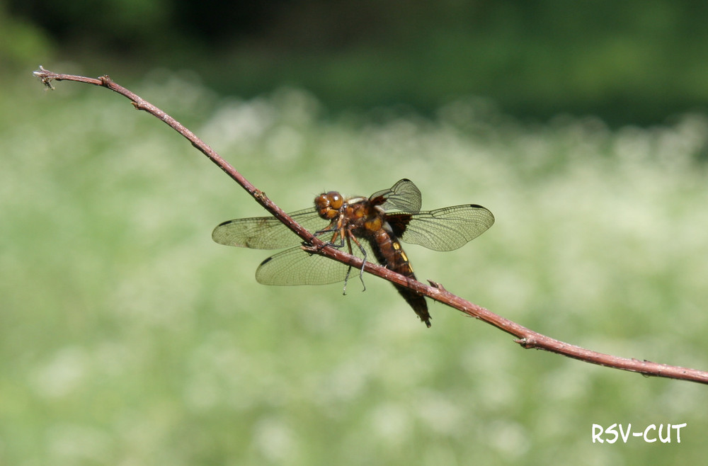 Libelle