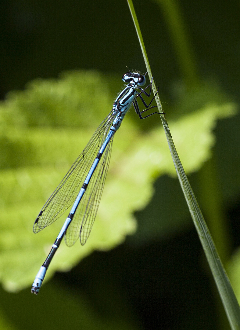 Libelle