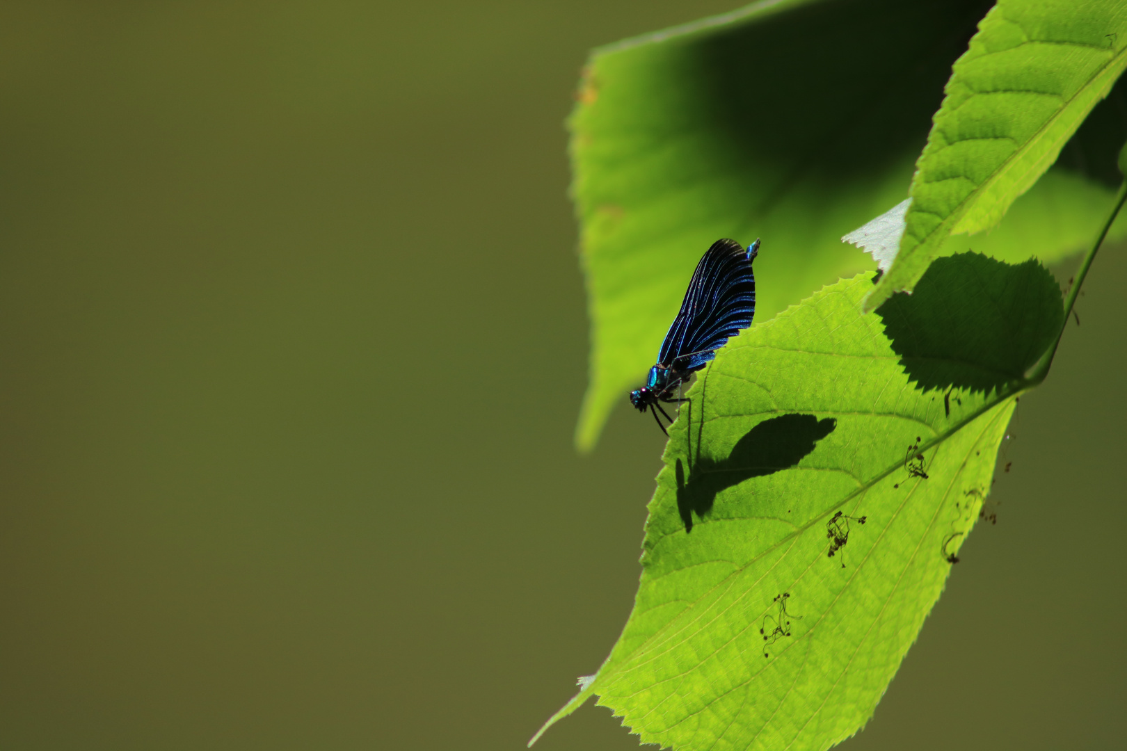 Libelle 