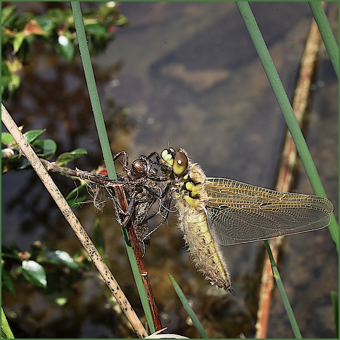 Libelle...