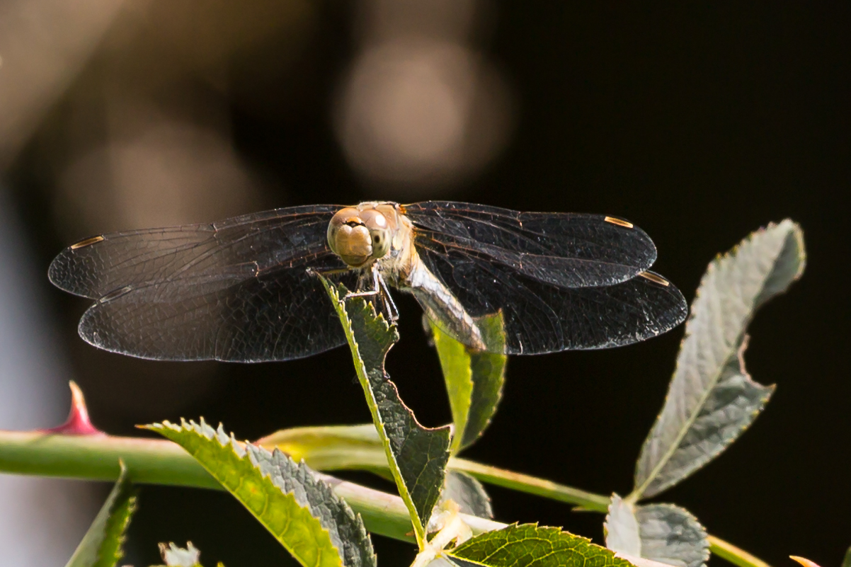 Libelle