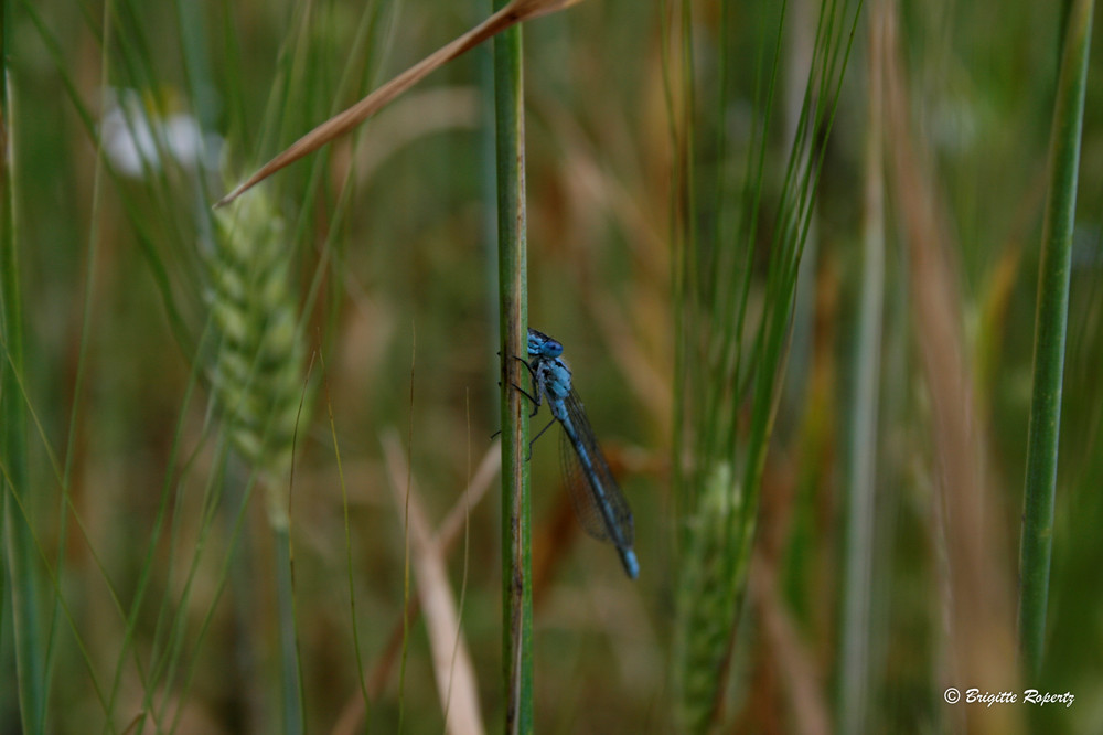 Libelle