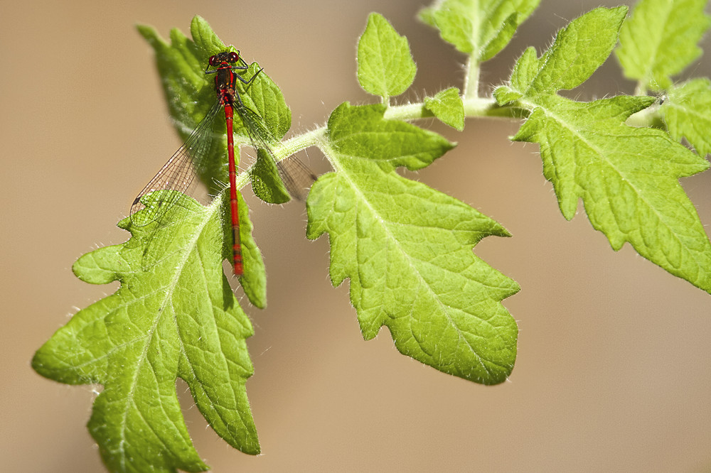 Libelle