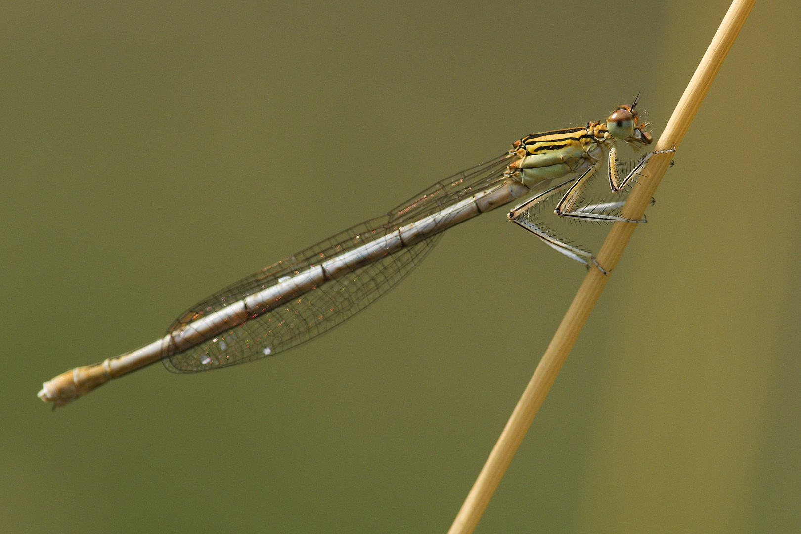 Libelle