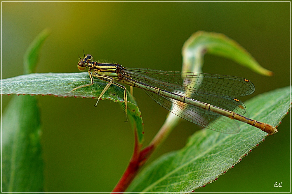 Libelle 25.06.2012