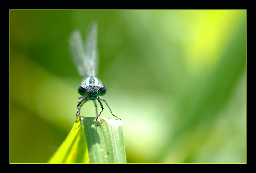 Libelle