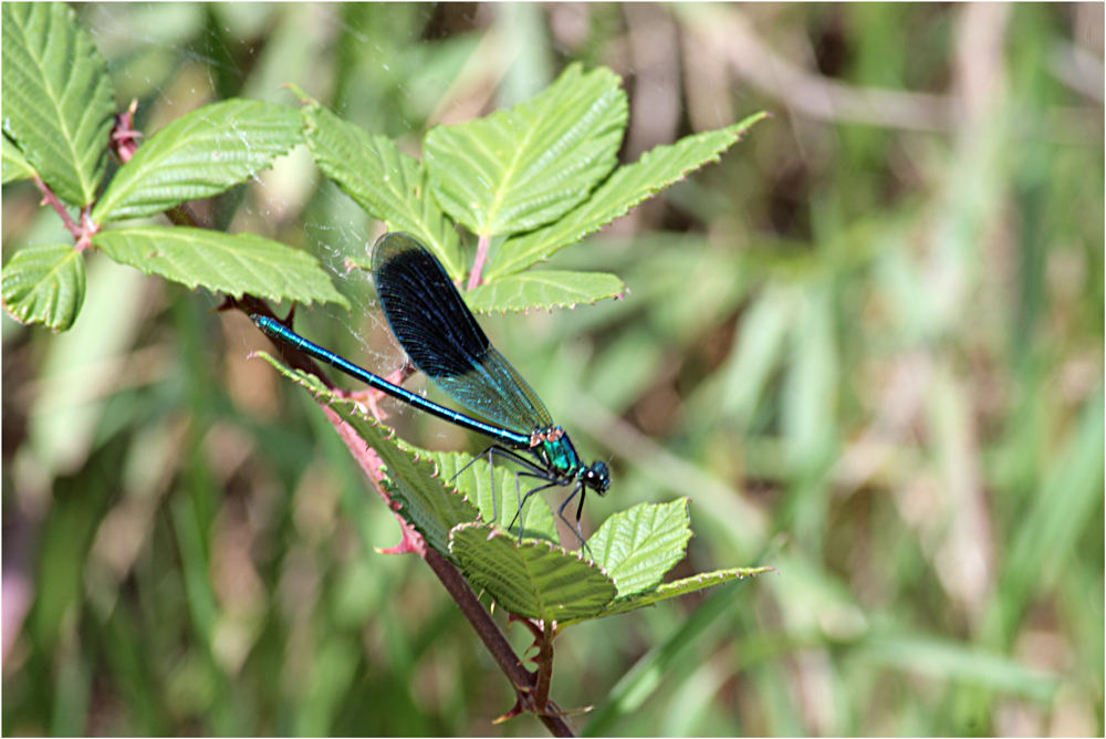 Libelle