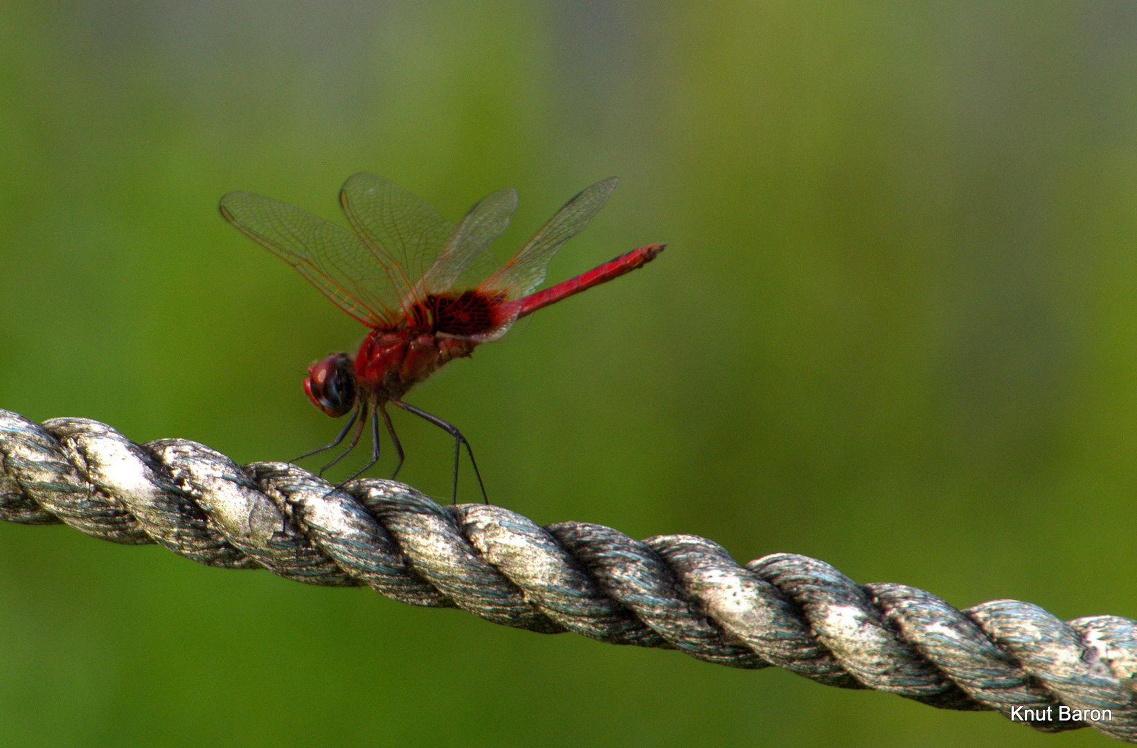 Libelle